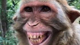 猴子视频爆料大全最新,最新热门事件大盘点  第3张